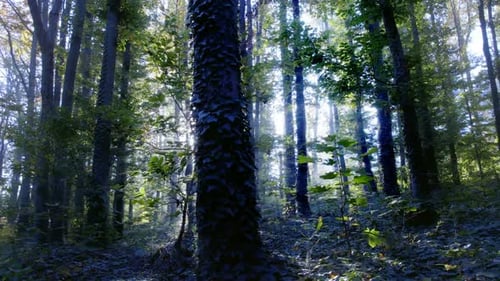 Forest Fog