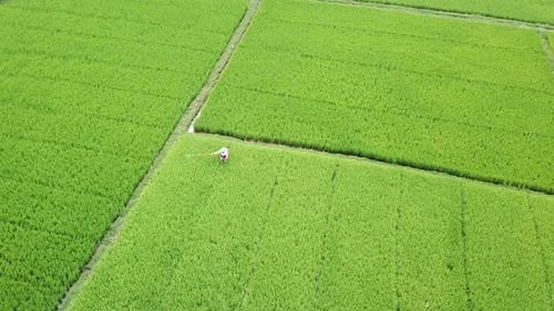 Aerial View of Local Man Spraying Rice Fields with Pest Chemicals.