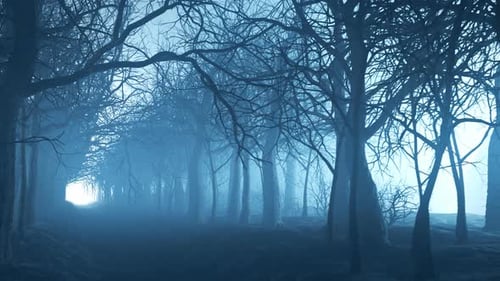 Forest alley in dense fog. Bare trees during winter. Dark moody landscape.