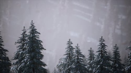 Winter Forest Panoramic View with Snow-Covered Pine Trees