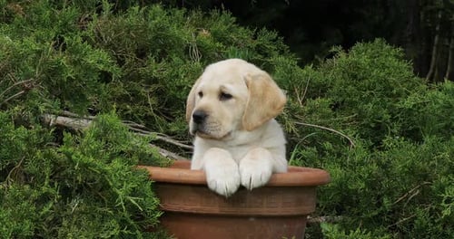 Yellow Labrador Retriever, Puppy Playing in a Flowerpot, Normandy, Slow Motion 4K