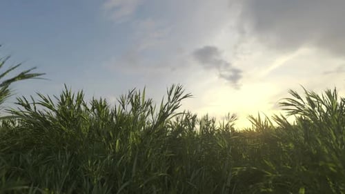 Time-Lapse of Green Grass Growing in a Field at Sunrise