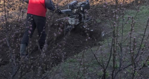 A senior gardener is plowing the soil and the well-rotted manure in his garden.