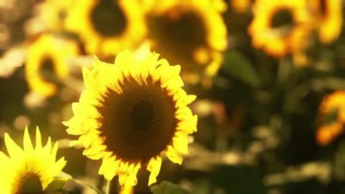 Field of Sunflowers and Sunset