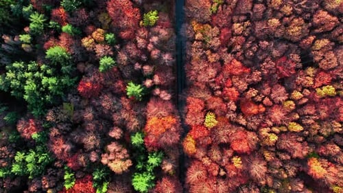 Aerial view of road through autumn forest, travel in Poland