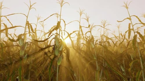 Sonnenuntergang im Maisfeld