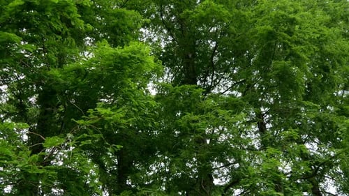 Tree with green leaves blowing in wind