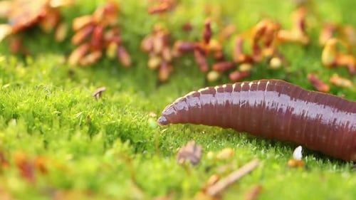 Un ver de terre est un invertébré terrestre qui appartient à la classe Clitellata