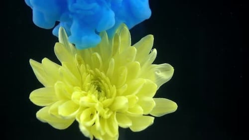Yellow Flower with Pluming Blue Ink in Water