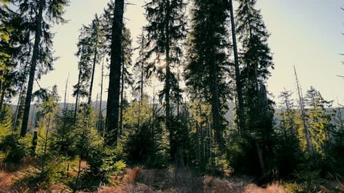 Zauberwiese in einem schönen Wald mit Weihnachtsbäumen und gelbem Gras