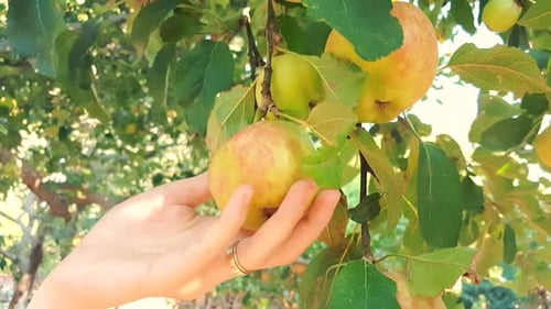 Hand Plucking Ripe Apple From a Tree
