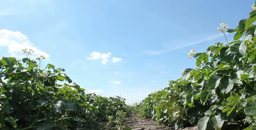 Farmland with Green Crops Growing on Sunny Day