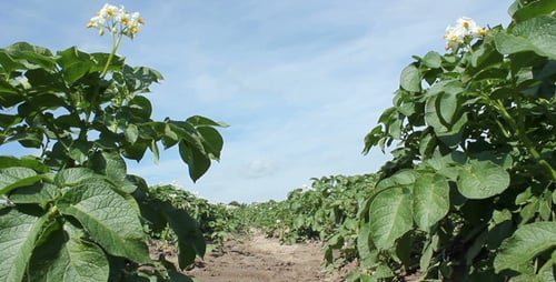 Potato Plants Growing in a Rural Farm Field