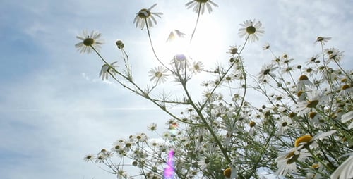 Chamomile