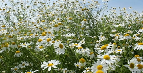 Field of Daisies Swaying in Gentle Breeze