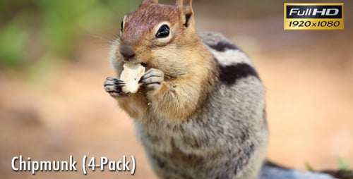 Chipmunk (4er-Pack)