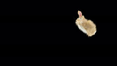 58 Hase Swing To Land 4K