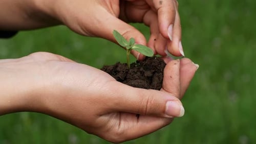 Hands Nurturing Seedling in Soil Outdoors