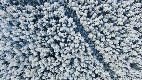 Top view of tall fir trees in winter background