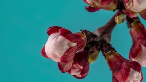 Des fleurs d'abricot blanches fleurissent sur une branche d'arbre
