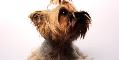 Yorkshire Terrier On White
