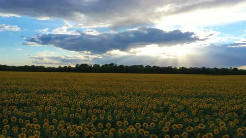 Evening Sunflower Field