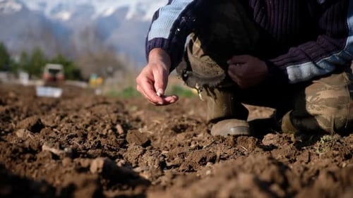 Adult Hand Planting Seeds in Fertile Soil