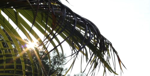 Palm Tree Fronds with Sunlight on a Sunny Day