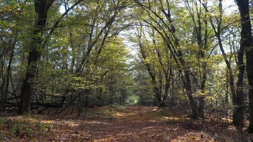 Epic Autumn Forest