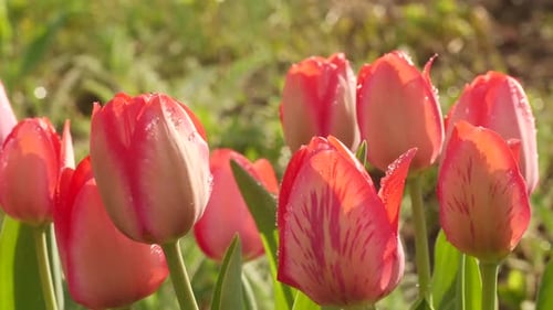 Red and Pink Tulips Blooming in Spring Sunlight
