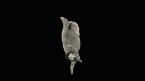 Penguin Dancing HD