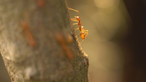 Ant Moving