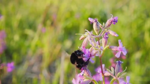 Bumblebee collects nectar from pink flowers