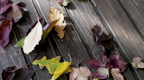Colorful Autumn Leaves Falling on Wooden Background