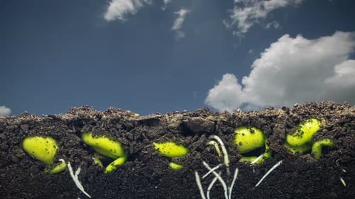 Time Lapse of Seeds Germinating in Soil