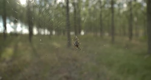 Spider In The Net
