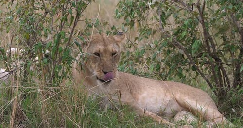 Afrikanischer Löwe, Panthera-Löwe, weibliches Gähnen, Masai Mara Park in Kenia, Echtzeit 4K