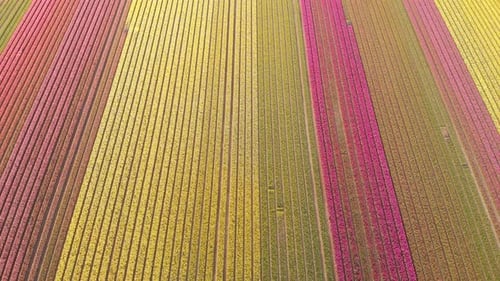 Aerial shot of tulip fields growing in Netherlands, 4k colourful landscape