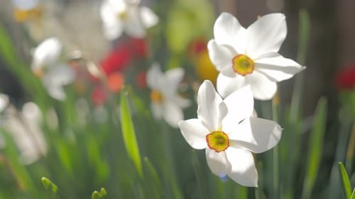 Frühlingsblume Narcissus poeticus im Garten auf dem Wind 4K 2160p 30fps UltraHD-Aufnahmen - Beauti