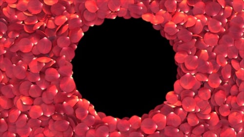 Circle Frame Rose Petals Transition