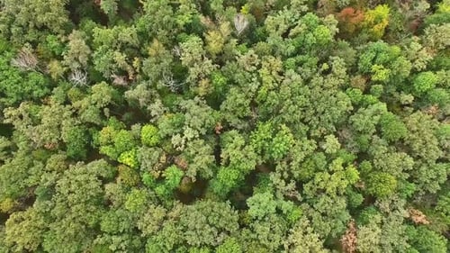 Green Trees