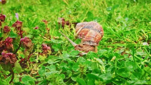 Snail