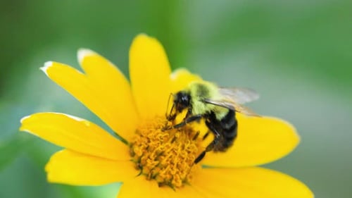 Bee Pollinating Bright Yellow Flower in the Sun