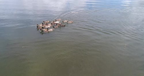 Enten schwimmen im Teich