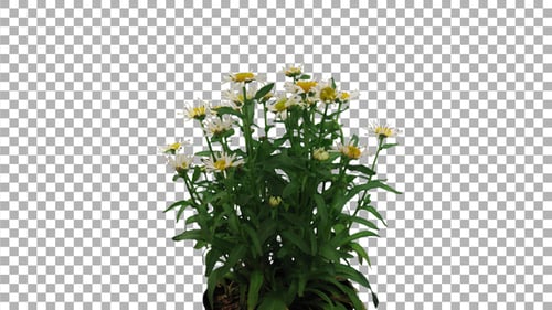Zeitraffer der sich öffnenden weißen und gelben Daisy-Blüten mit ALPHA-Kanal