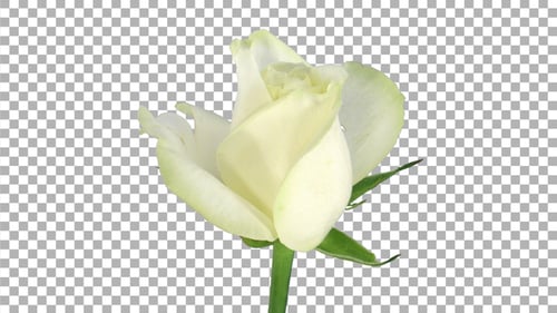 Time-lapse of opening white Avalanche rose with ALPHA channel