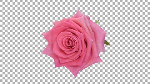 Time-lapse of opening pink Attachea rose with ALPHA channel