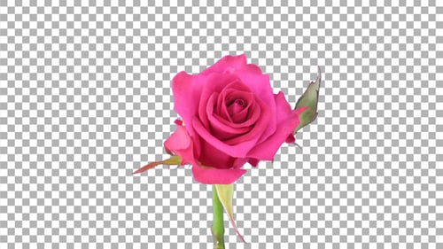 Time-lapse of opening pink Aquarius rose with ALPHA channel