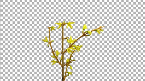 Durée de l'ouverture des fleurs de forsythia avec canal ALPHA