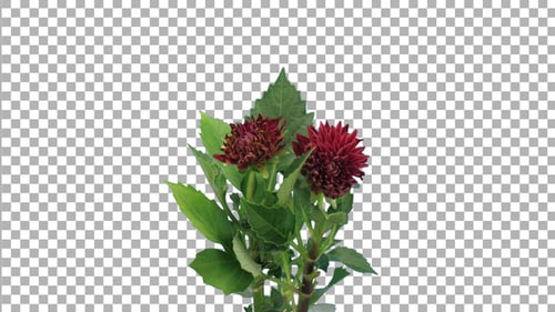 Time-lapse of dying red dahlia flower with ALPHA channel